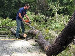 Best Residential Tree Removal  in Marysville, WA