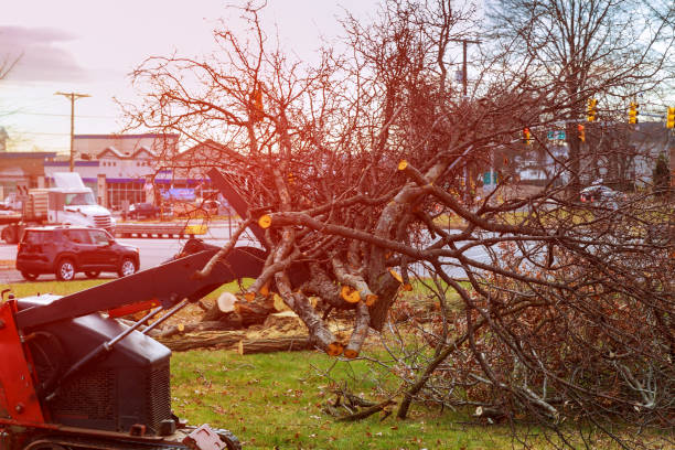 Best Hazardous Tree Removal  in Marysville, WA